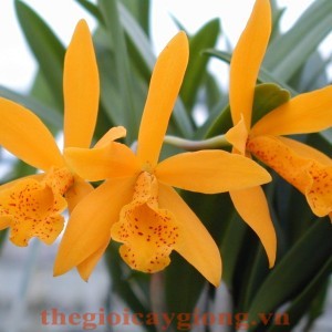 CATTLEYA-9