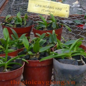 Lan-Cattleya-1-nam-giong