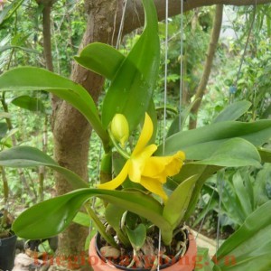 Lan-Cattleya-ra-hoa