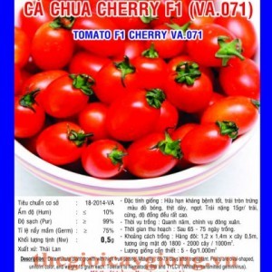 ca chua cherry f1 p va071