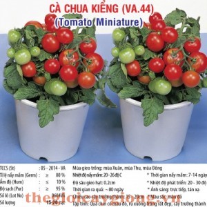 ca chua kieng va44