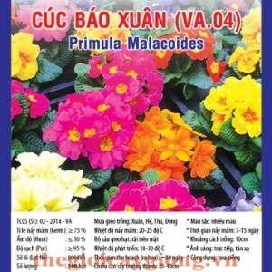 cuc bao xuan va04