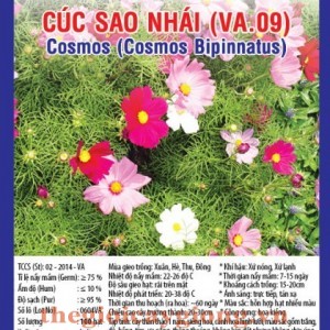 cuc sao nhai va09