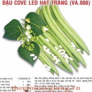 dau cove hat trang va008