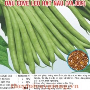 ĐẬU COVE LEO HẠT NÂU