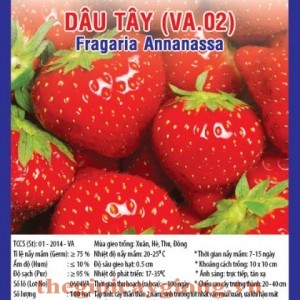 dau tay va02