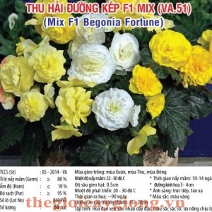 hai duong f1 va51