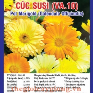 hoa cuc susi va10