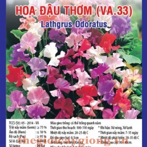 hoa dau thom va33