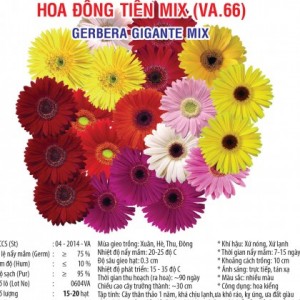 hoa dong tien va66