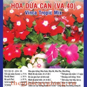 hoa dua can va40