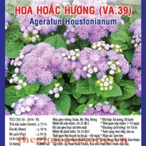 hoa hoac huong va39