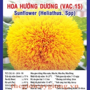 hoa huong duong va15