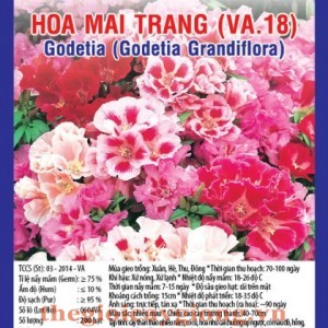 hoa mai  trang va18