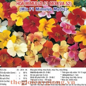 hoa mimulus va52