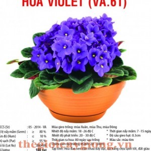 hoa violet