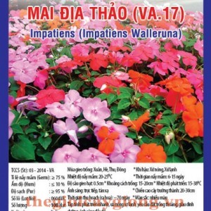 mai dia thao va17