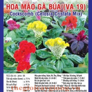 mao ga bua va19