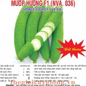 muop huong f1 nva036