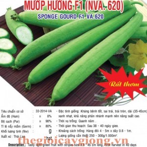 muop huong nva620