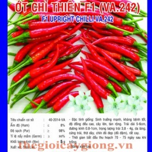 ot chi thien va242