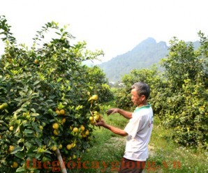 Kĩ thuật trồng Chanh Bốn Mùa