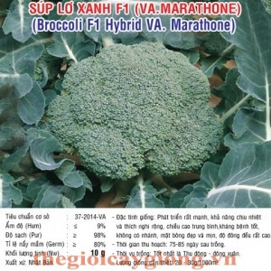 sup lo xanh va marathone