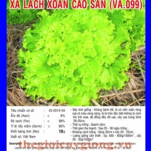 xa lach xoan cao san va099